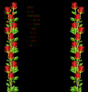 The buds of flowers roses. photo