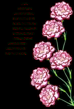 Bouquet of flowers carnation. photo