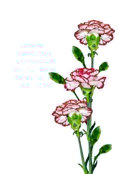 Bouquet of flowers carnation. photo