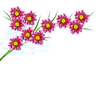 Flowers isolated on white background. photo