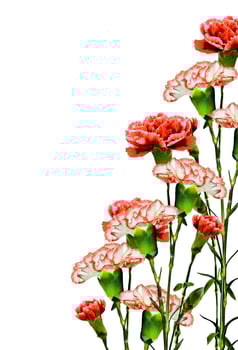 Bouquet of flowers carnation. photo