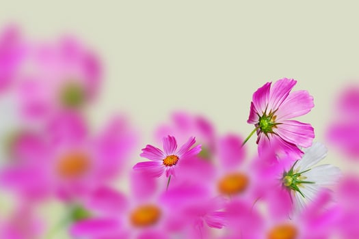 Pink and white cosmos flowers. photo