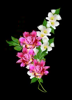 branch of jasmine flowers isolated on black background photo