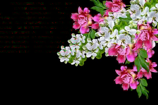 White apple flowers branch photo