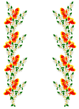 spring flowers tulips isolated on white background photo