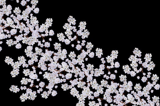 White apple flowers branch photo