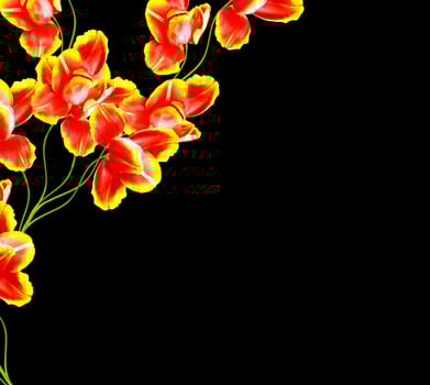 spring flowers tulips isolated on black background. photo