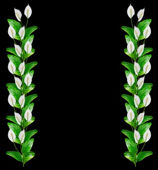 Flower spathiphyllum isolated on black background. photo