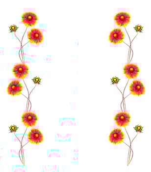 Gaillardia flowers isolated on white background. photo