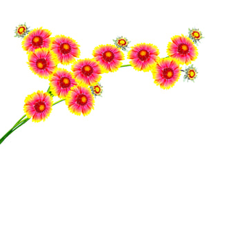 Gaillardia flowers isolated on white background. photo