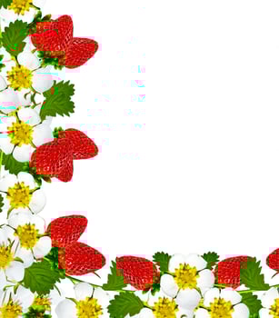 frame with berries and flowers of strawberry photo