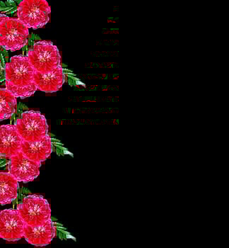 Dog rose Rosa canina flowers on a black background photo