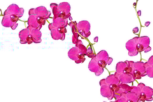 Orchid flower isolated on white background. photo
