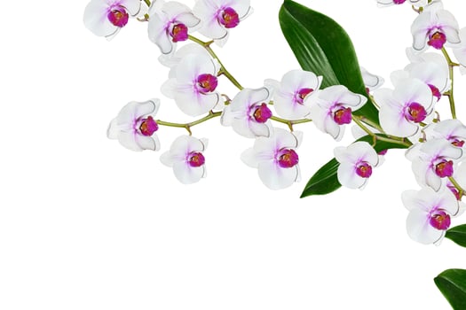 Orchid flower isolated on white background. photo