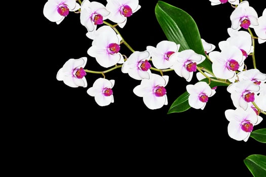 Delicate orchid flowers isolated on black background. photo