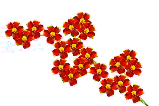 Marigold flowers isolated on white background photo