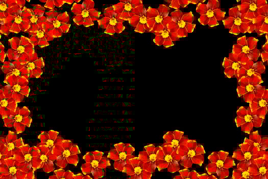 Marigold flowers isolated on black background photo