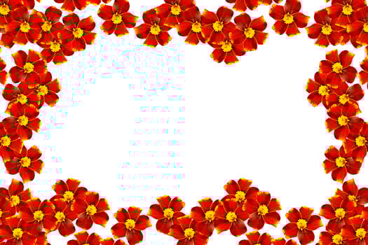 Marigold flowers isolated on white background photo