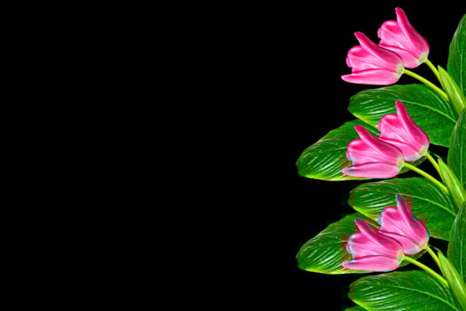 spring flowers tulips isolated on black background. photo