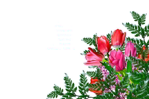 spring flowers tulips isolated on white background. photo