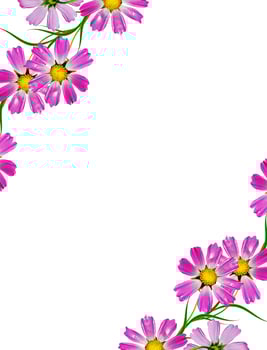 Cosmos flowers isolated on white background. photo