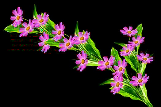 Cosmos flowers isolated on black background. photo