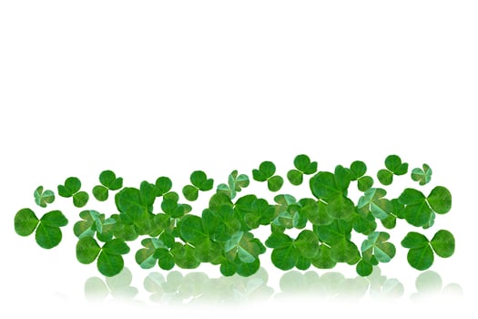 Green clover leaves on a background summer landscape. photo