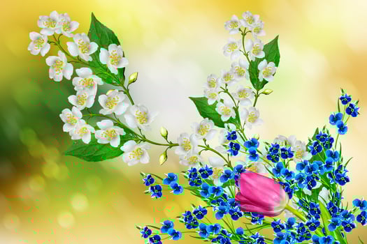 White jasmine flower. photo