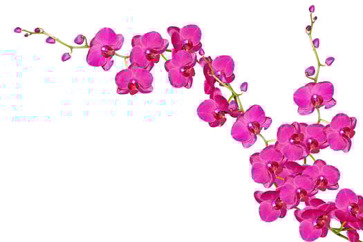 Orchid flower isolated on white background. photo