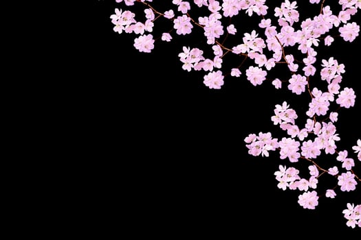 White apple flowers branch photo