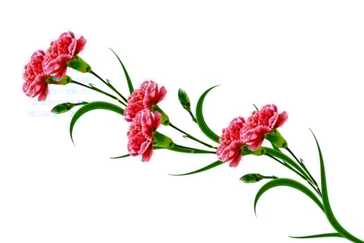 Bouquet of flowers carnation. photo