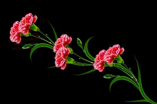 Bouquet of flowers carnation. photo