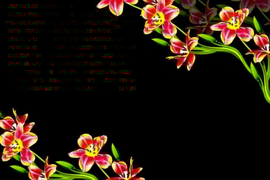 spring flowers tulips isolated on black background. photo