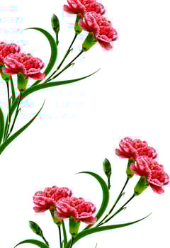 Bouquet of flowers carnation. Flowers isolated on white background. photo