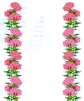 branch of beautiful flowers carnation photo