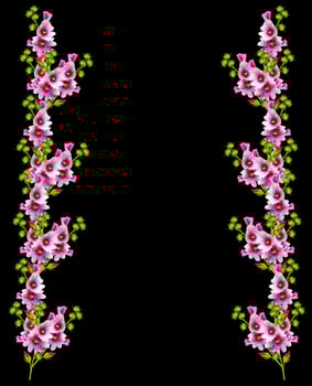 mallow flowers isolated on black  background photo