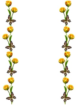 spring flowers tulips isolated on white background photo