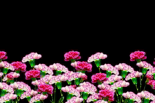 branch of beautiful flowers carnation photo
