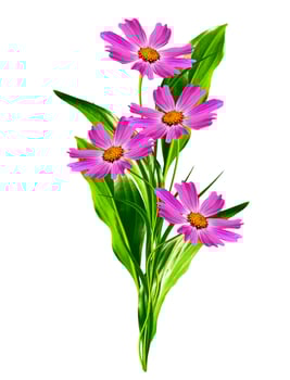 Cosmos flowers isolated on white background photo