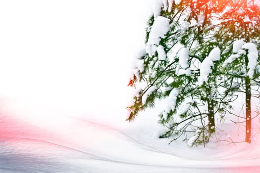 Winter landscape. Snow covered trees photo