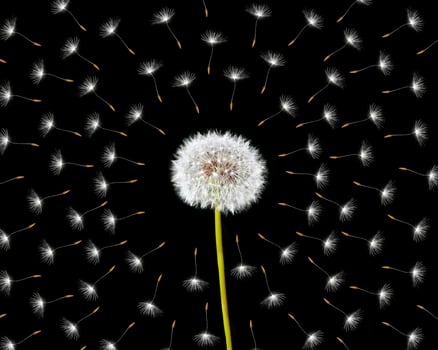 Fluffy dandelion flower isolated on black background. photo