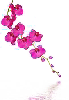 Orchid flower isolated on white background photo