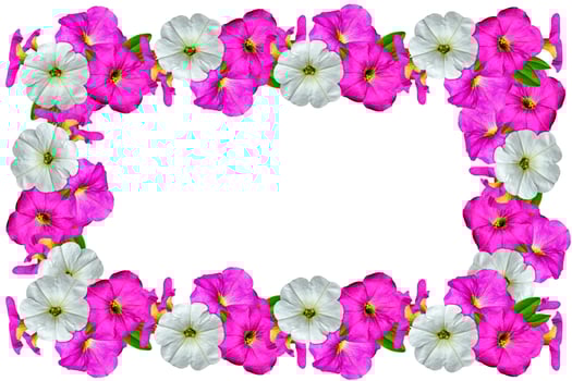 petunia flowers isolated on white background photo