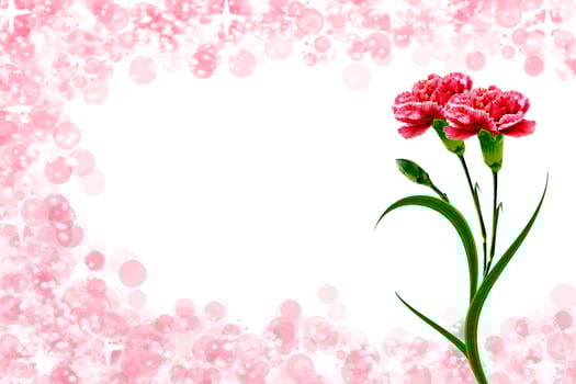 branch of beautiful flowers carnation photo