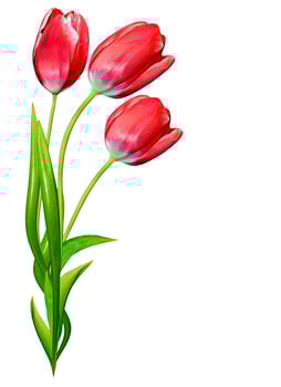 spring flowers tulips isolated on white background photo