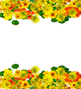 flowers isolated on white background photo