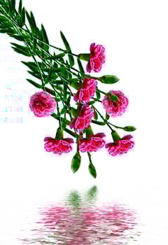 Bouquet of flowers carnation. photo