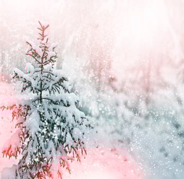 Winter landscape. Snow covered trees photo