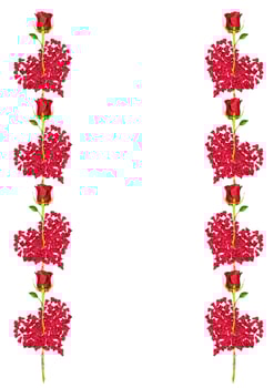 Heart of flowers rose isolated on white background. photo