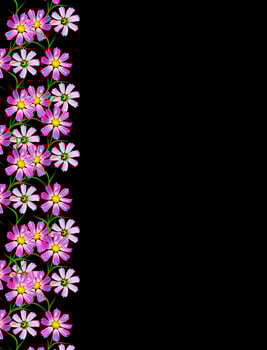 Flowers cosmos isolated on a black background photo